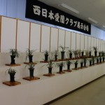 2014年3月山野草展示会