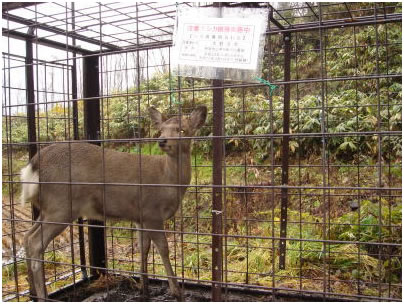 シカ捕獲の様子